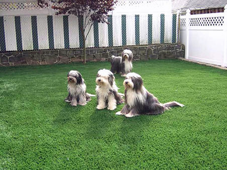 Fake Grass Carpet Baileys Harbor, Wisconsin Hotel For Dogs, Grass for Dogs
