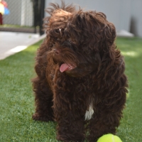 Artificial Turf Arena, Wisconsin Dog Run, Dogs Park