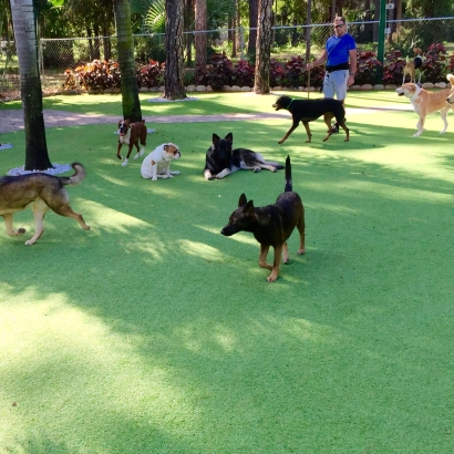 Artificial Turf Cost Hancock, Wisconsin Pictures Of Dogs, Dogs Park