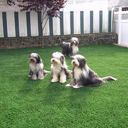 Fake Grass Carpet Baileys Harbor, Wisconsin Hotel For Dogs, Grass for Dogs