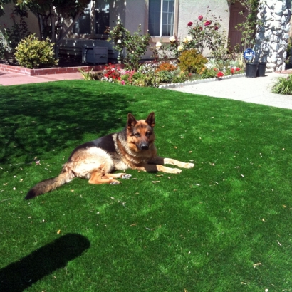 Fake Grass Glendale, Wisconsin Artificial Turf For Dogs, Dogs