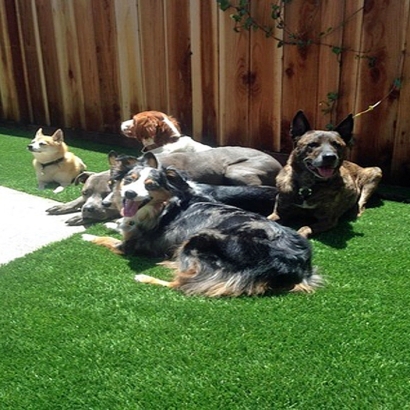 Grass Installation Baraboo, Wisconsin Pet Grass, Backyard