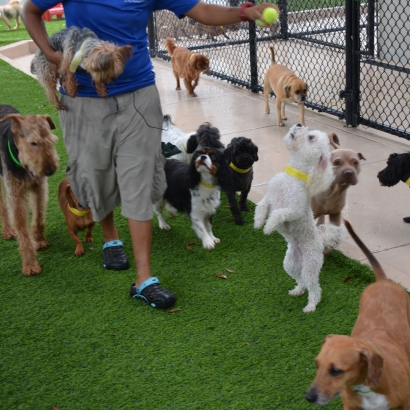 Green Lawn Argyle, Wisconsin Pet Paradise, Grass for Dogs