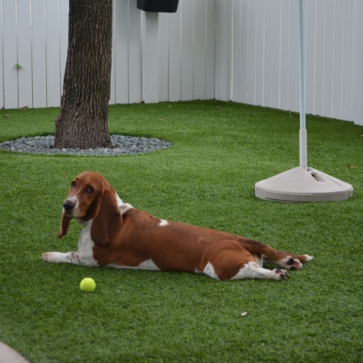 Synthetic Turf Waupaca, Wisconsin Pictures Of Dogs, Dogs Park