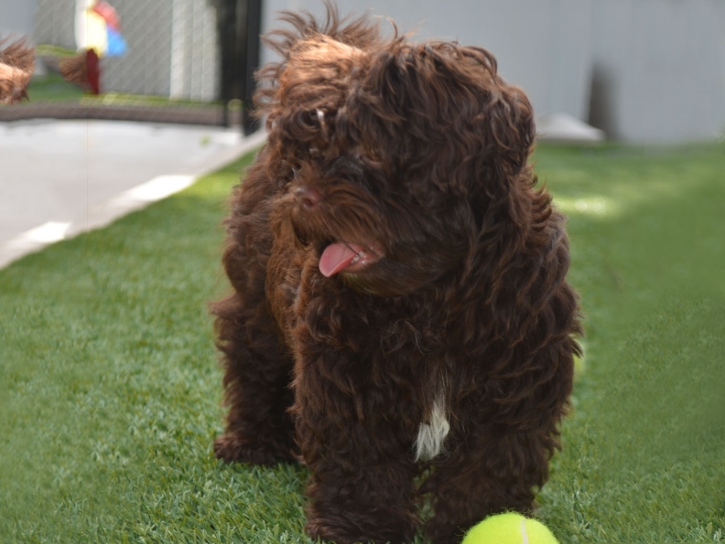 Artificial Turf Arena, Wisconsin Dog Run, Dogs Park