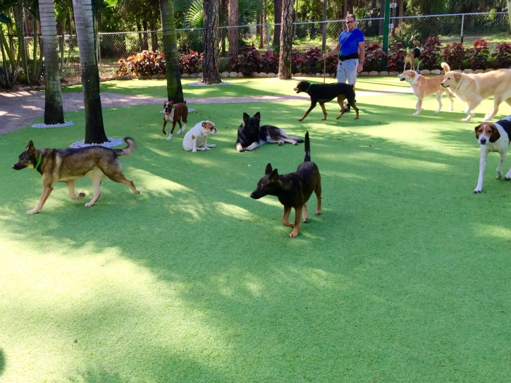 Artificial Turf Cost Hancock, Wisconsin Pictures Of Dogs, Dogs Park