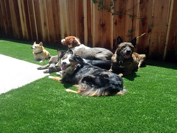 Grass Installation Baraboo, Wisconsin Pet Grass, Backyard