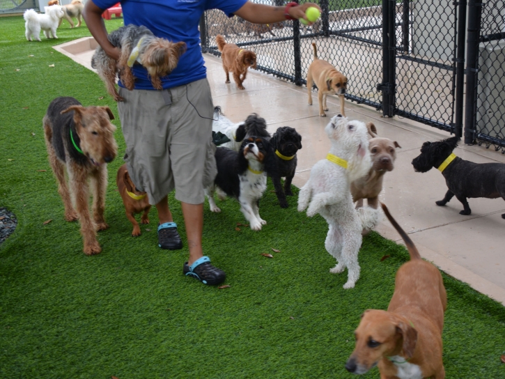 Green Lawn Argyle, Wisconsin Pet Paradise, Grass for Dogs