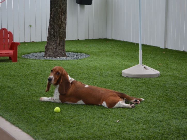 Synthetic Turf Waupaca, Wisconsin Pictures Of Dogs, Dogs Park